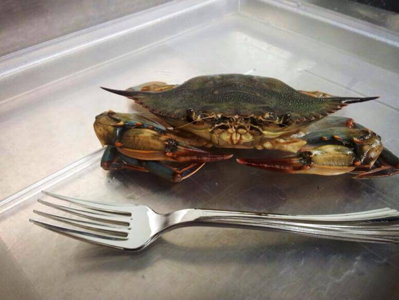 Soft Shell Crabs JKs Restaurant Outer Banks Steak, Ribs and